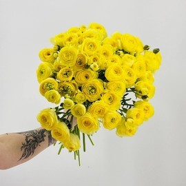 49 жёлтых ранункулюсов премиум. Букет жёлтых лютиков