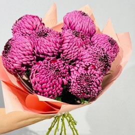 Ярко-розовые одноголовые хризантемы премиум Бигуди