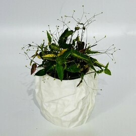 Комнатное растение Tradescantia fluminensis ‘Variegata’ фата невесты в дизайнерском кашпо