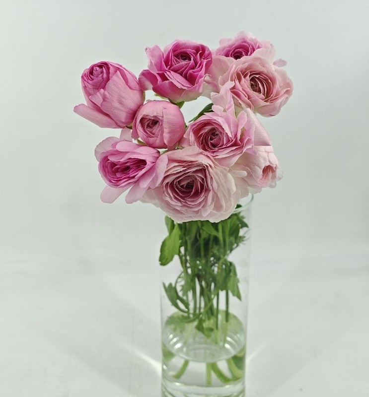 Букет из розовых лютиков ранункулюсов. Нежные ранункулюсы 9 шт, стандартный