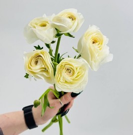 Белые ранункулюсы 5 шт. Букет из Ранункулюсов 