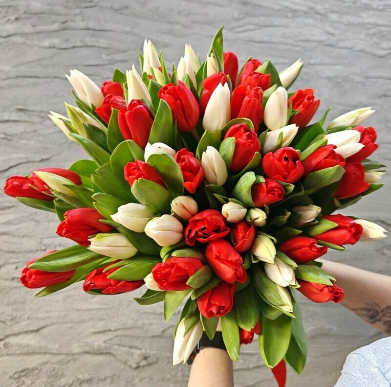 Большой букет 65 красных и белых тюльпанов. Цветы тюльпаны на 8 марта, стандартный