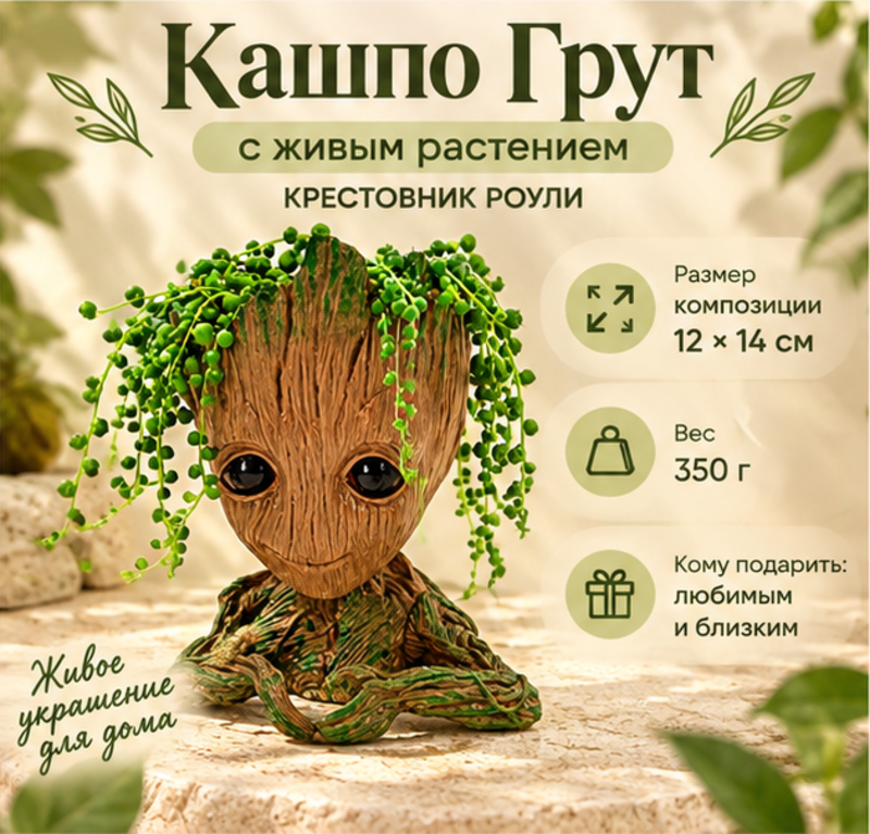 Украшение интерьерное кашпо Грут с редким растением Крестовник Роули, стандартный
