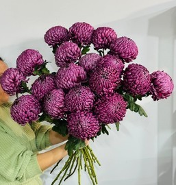 19 гигантских хризантем Бигуди