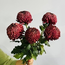 5 крупных хризантем Бигуди цвета марсала