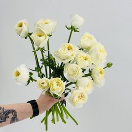 Букет из 15 белых ранункулюсов, цветы на праздник