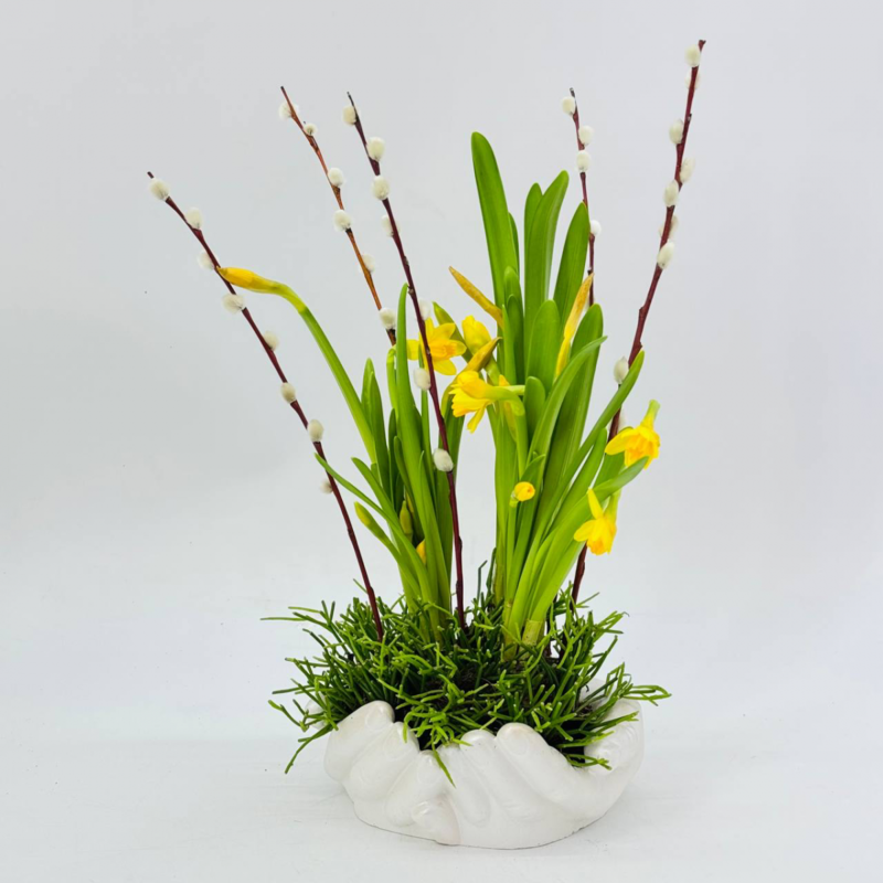 Pashal_naya kompozitciya. Vesennie pervotcveti nartcissi i verba natural_naya zhivaya v kashpo "Ruki Davida", standart