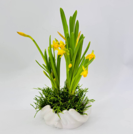 Kompozitciya pervotcvetov v kashpo "Ruki Davida". TCveti pervotcveti nartcissi. Podarok na Pashu