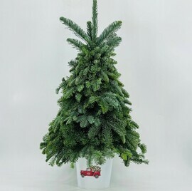 YOlka 80 sm ruchnoj raboti iz natural_noj datskoj eli nobilis v zhestyanom vedyorke. Novogodnyaya yolochka