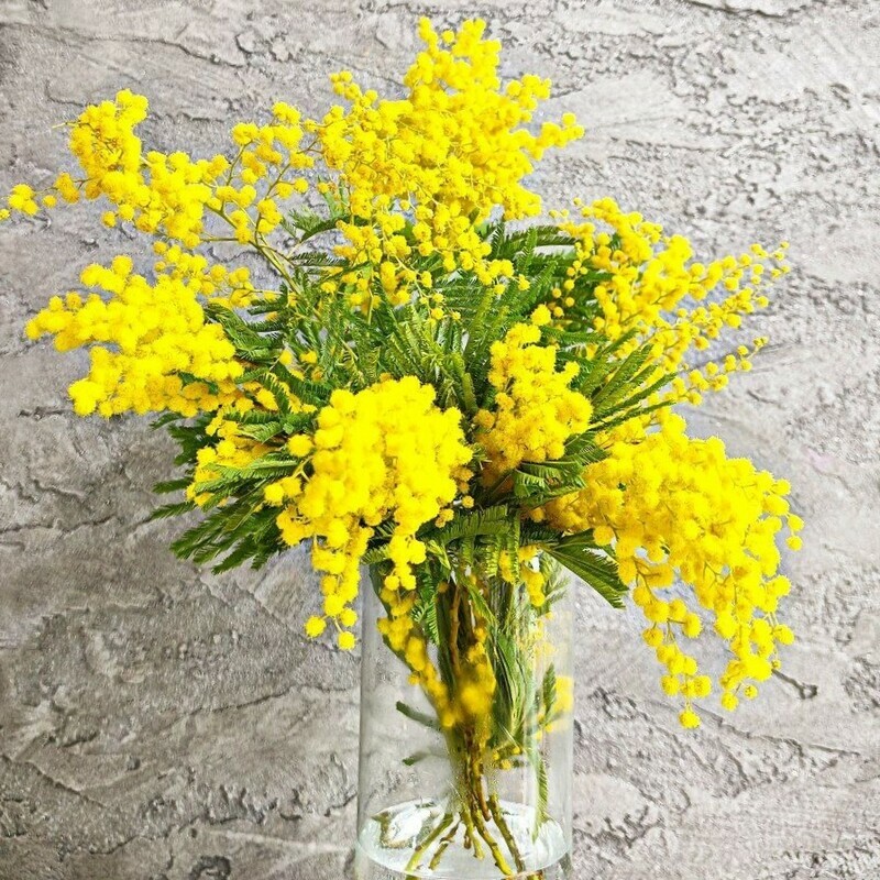 Букет из 7 веточек ароматной мимозы. Мимоза на 8 марта, стандартный