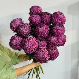 Хризантемы бигуди премиум гиганты