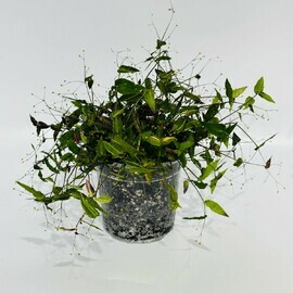 Komnatnoe rastenie tradeskantciya mirtolistnaya (Tradescantia fluminensis) belaya nevesta