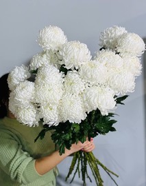 19 ogromnih belih hrizantem Bigudi