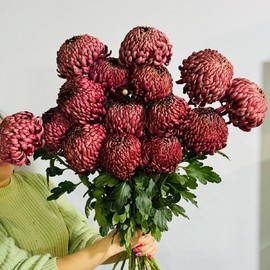 Pishnij buket hrizantem Bigudi marsala 15 sht