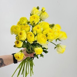ZHyoltie lyutiki ranunkulyusi premium 19 sht. Buket ranunkulyusov dlya lyubimoj devushki, zhenshini