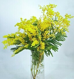 Букет из 5 веточек мимоз. Ароматная мимоза на 8 марта