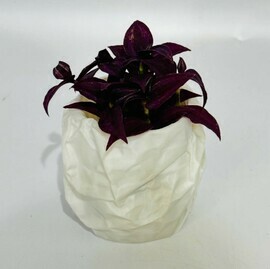 Комнатное растение традесканция Purple Joy (Tradescantia zebrina ‘Purple Joy’) в кашпо мятый пакет