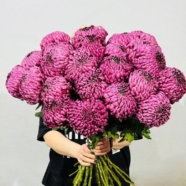 Pishnij buket iz 25 hrizantem Bigudi premium