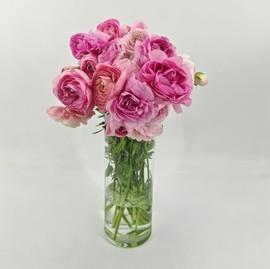 25 rozovih ranunkulyusov lyutikov. Ranunkulyusi zhivie tcveti