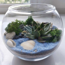 Моссариум флорариум с суккулентом 