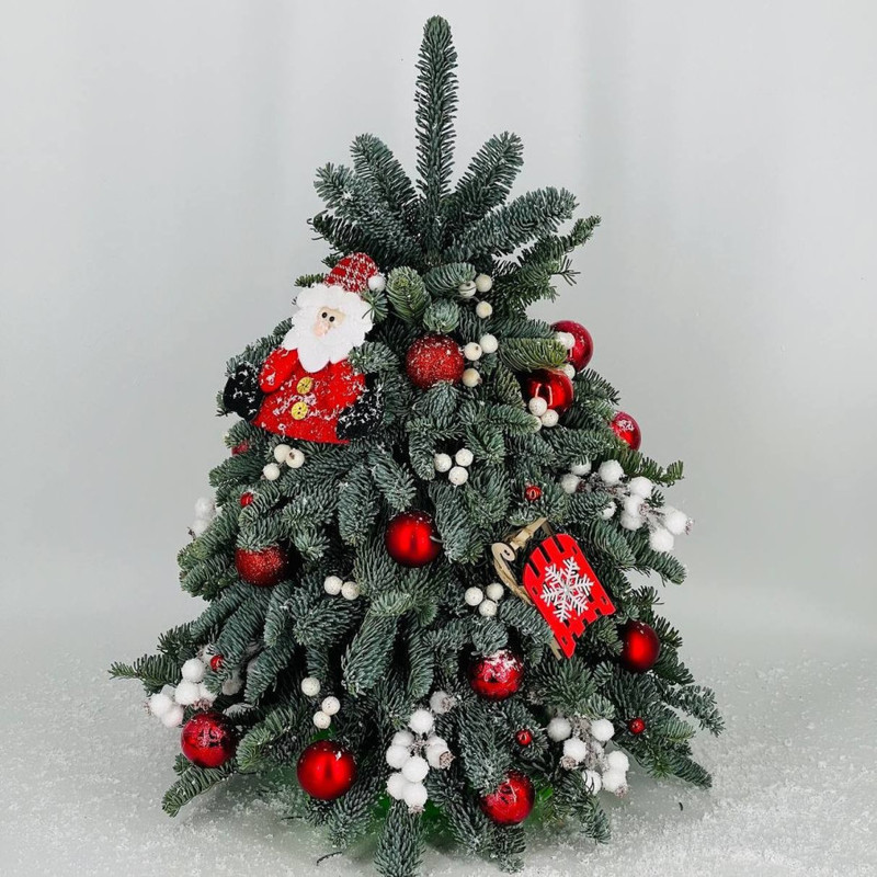 El_ iz nobilisa s dedom morozom i sankami 50 sm, standart