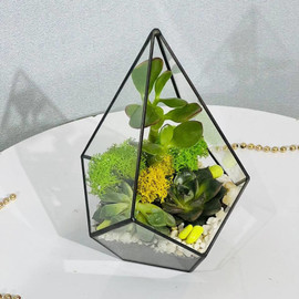 Florarium kaplya s rasteniyami sukkulenti i denezhnoe derevo