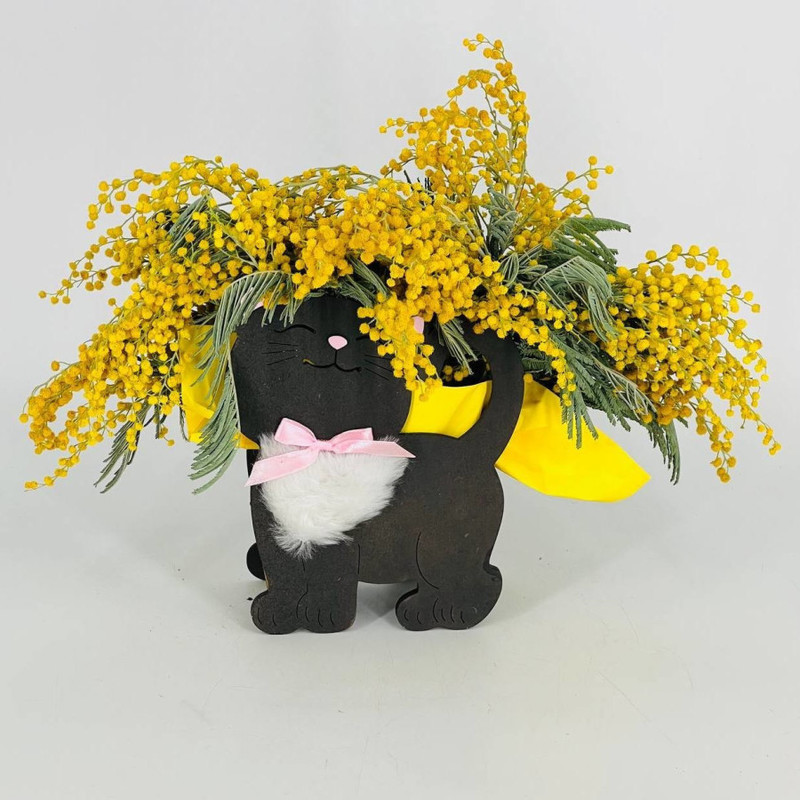 Мимоза в кашпо кошечка, стандартный