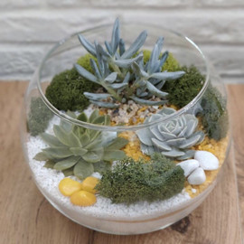 Dekorativnij akvarium s rasteniyami. Florarium s sukkulentami