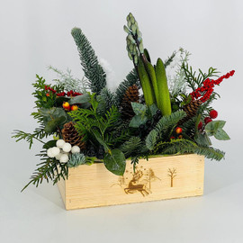 Зимняя композиция их хвои нобилис с гиацинтом в деревянном ящике