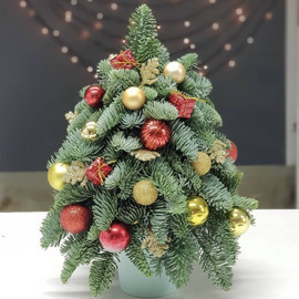 Dizajnerskaya yolka iz natural_nogo lapnika nobilis 40 sm