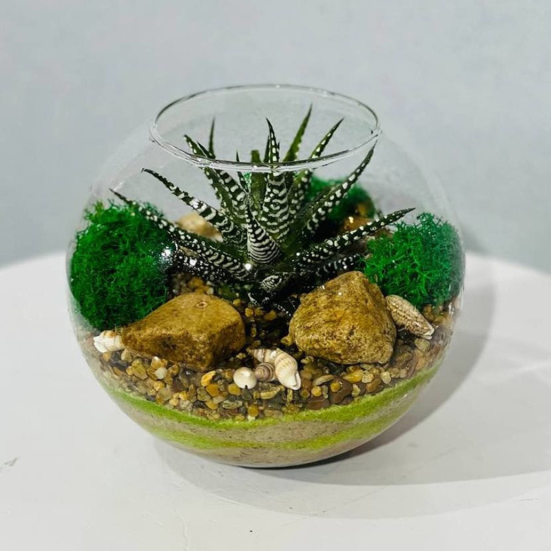 Флорариум интерьерный с хавортией, стандартный