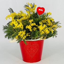 Ароматная мимоза в ведёрке