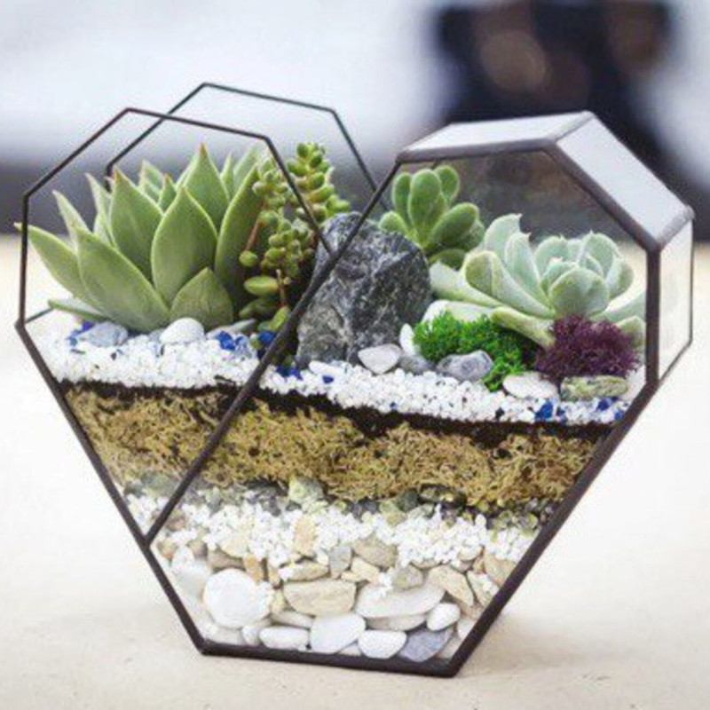 Florik s sukkulentami. Florarium serdtce, standart