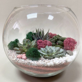 Akvarium s sukkulentami. Florarium havortiya i eheveriya