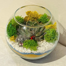 Флорик с суккулентом