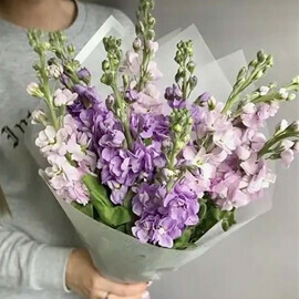 Нежный букет из 9 маттиол