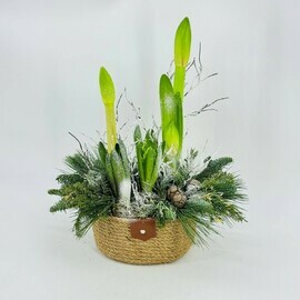 Зимний букет, композиция в плетёном кашпо с живой хвоей нобилис,  первоцветами гиацинт и амариллис