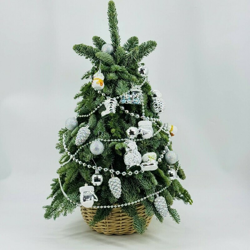 Новогодняя ёлочка ручной работы 70 см из живого нобилиса с серебристыми игрушками в кашпо из ротанга, стандартный