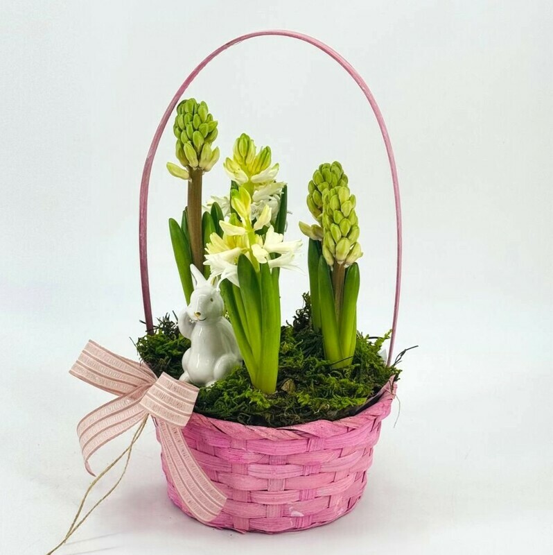 Vesennie pervotcveti giatcinti v korzinke s suvenirom belij kolik, standart