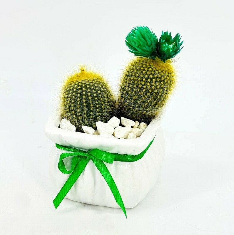 Kaktus v kashpo nastol_nij, standart