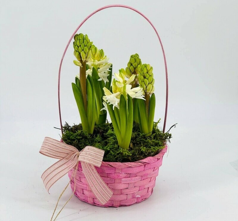 Giatcinti v pletyonoj korzinke. Vesennie pervotcveti, standart