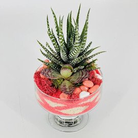 Sukkulenti v bokale. Florarium s havortiej i nasipnim peskom