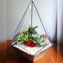 Florarium kaplya s sukkulentami