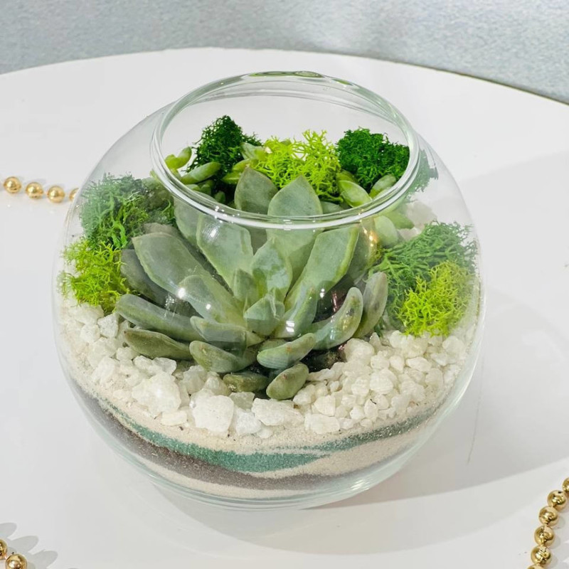 Nastol_nij florarium s rasteniyami s sukkulentom kamennaya roza, standart