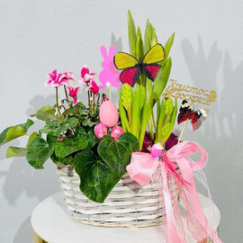 Vesennie pervotcveti v pletyonom kashpo. Tyul_pan, tciklamen, giatcint