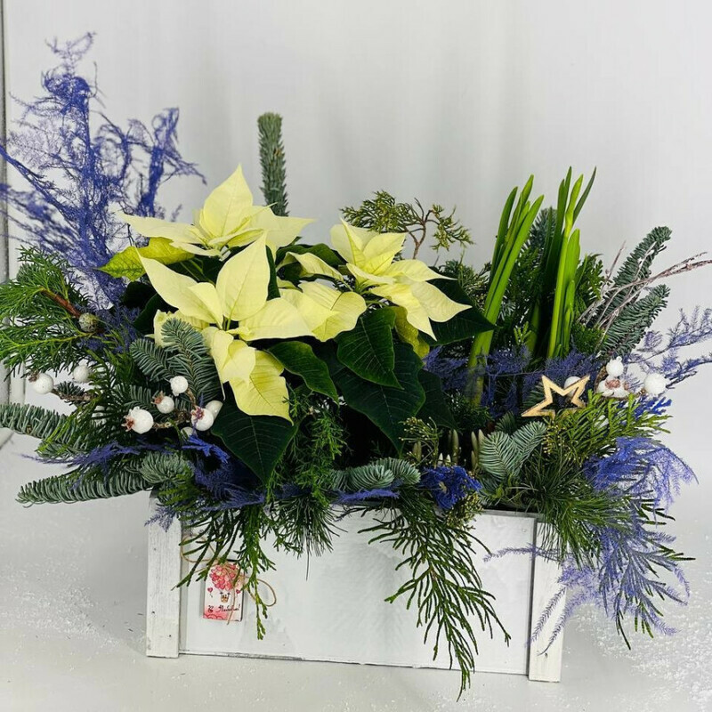 Новогодний букет из нобилиса в деревянном ящике с пуансеттией, нарциссом и крокусом. Первоцветы, стандартный