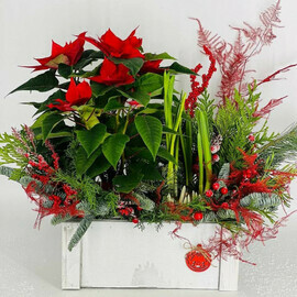 Новогодняя композиция из натуральной хвои нобилис с пуансеттией, крокусом, нарциссом