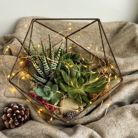 Mini sad s rasteniyami. Florarium s sukkulentami havortiya