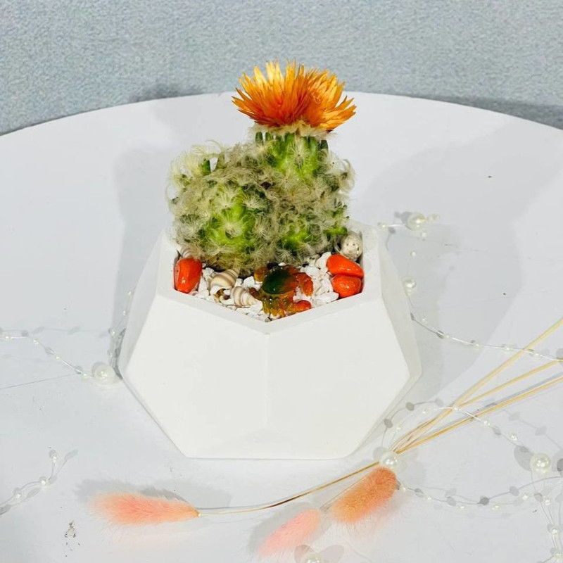 Кактус в подарочном кашпо, стандартный