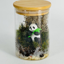 Ekosistema moharium inter_ernij. Florarium